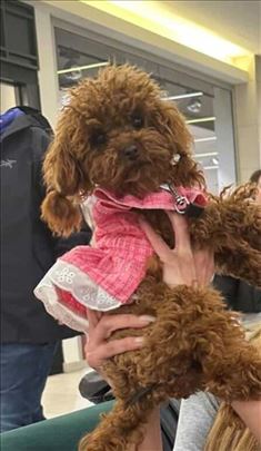 Neodoljive toy pudle