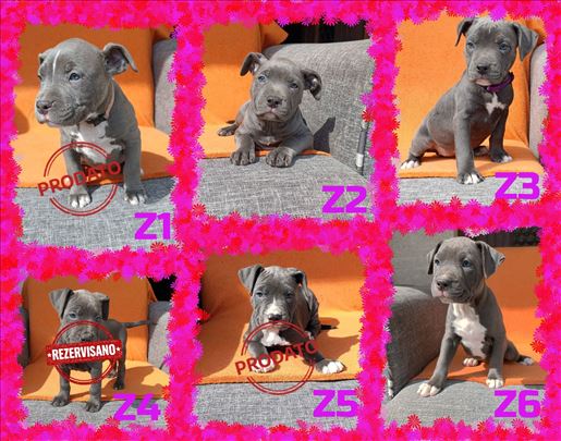 Pitbull Blue Nose stenci