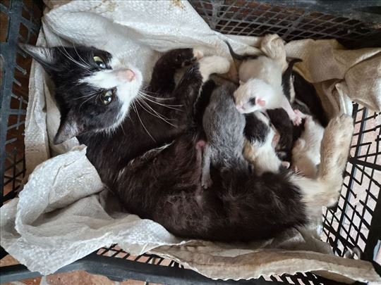 Poklanjam 12 mačića