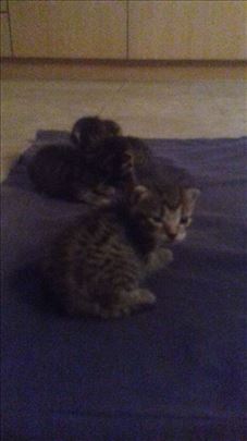 4 tigrasta macica traze dom; musko i zensko