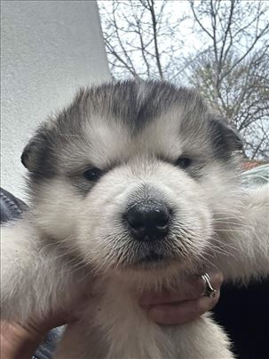 Aljaski malamut, štene