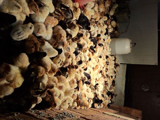 Domaći pilići upis za 7. April