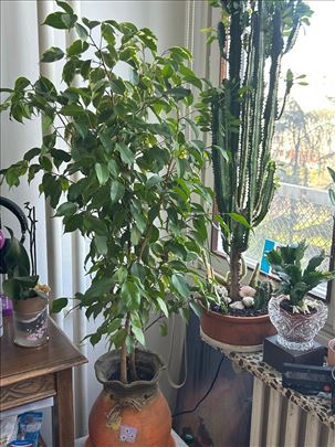 Fikus Bendži i kaktus Žarko