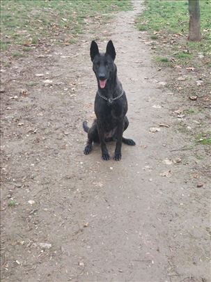 Holandski ovčar, odrastao pas