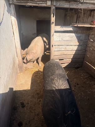 Krmače 180–200 kg + nerast Moravka – domaći uzgoj