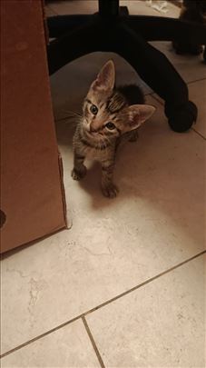 Male mace na poklon❤️