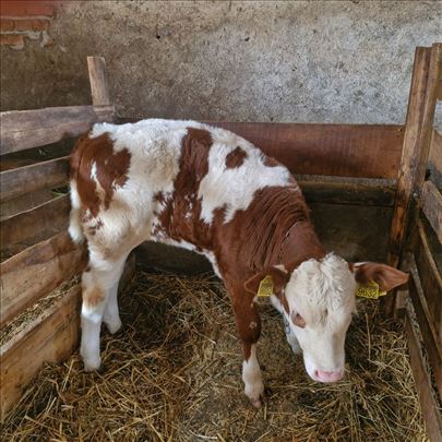 Ženako tele na prodaju