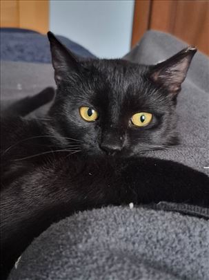 Crnom mačku potreban dom