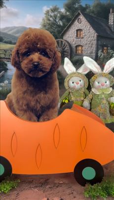 Luxury Toy i Teacup crvena Pudla