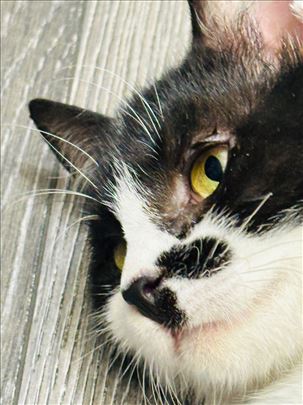 Mače Nola, predivna mazna maca trazi kucu