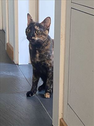 Predivno mače traži dom