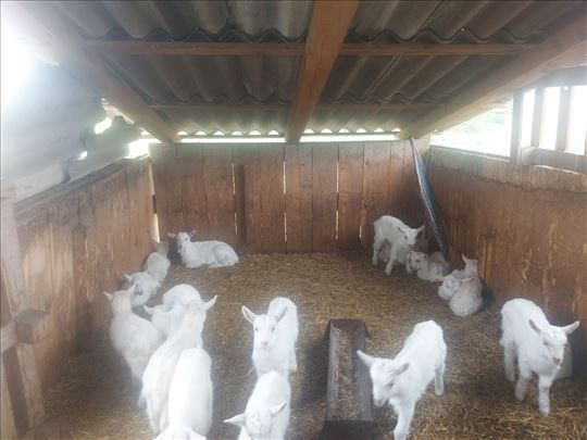 Muški sanski jarići 