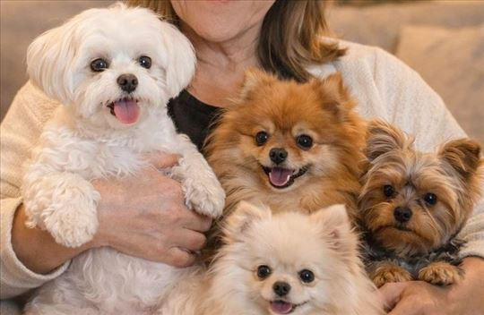 Premium cuvanje manjih rasa pasa do 10kg