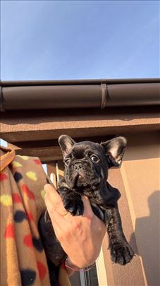 Francuski buldog, štene