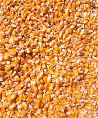 Kukuruz dzakiran Zajecar