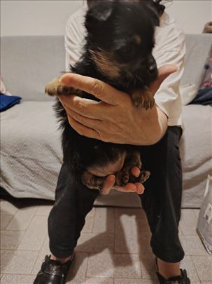 Mešanac, štene