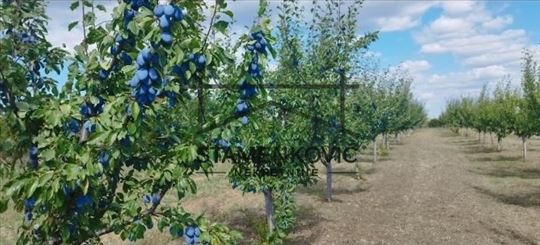 Na prodaju zemljište u prelepom prirodnom okruženj