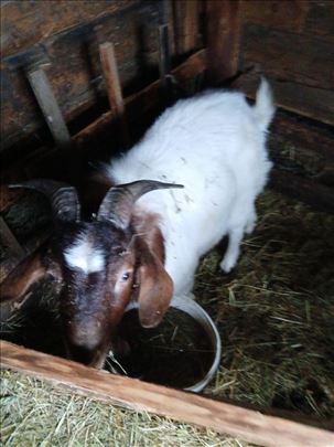 Prodajem bursku kozu i jarca