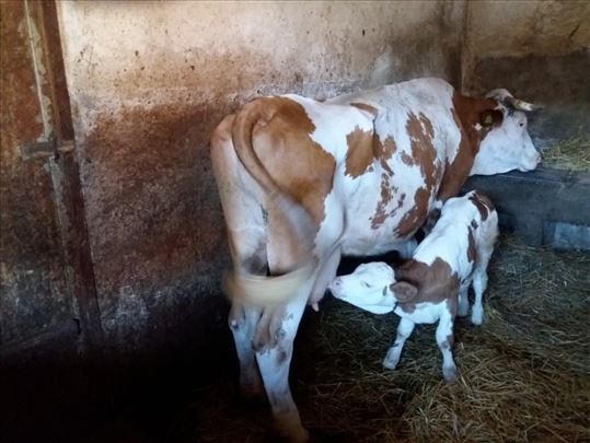 Prodajem kravu sa teletom 