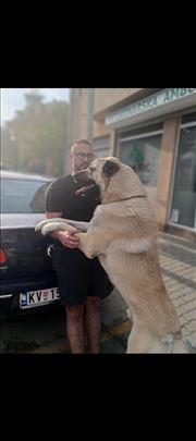 Anadolski pastirski pas, mlad pas