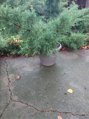 Juniperus Old Gold u saksiji 