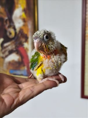 Pyrrhura Molinae Suncheek i Ananas