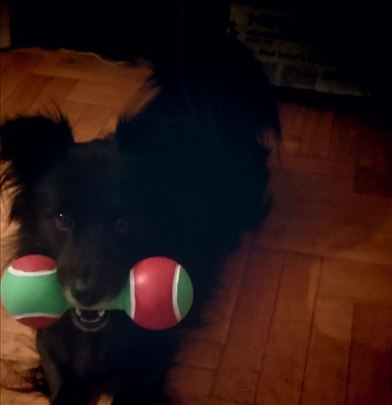 Cuvam pse na Vracaru. 