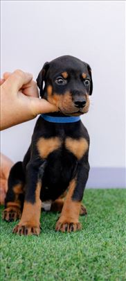 Doberman štenci