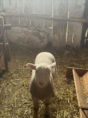 Muško il de frans jagnje