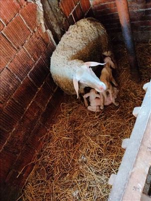 Ovce Virtemberg umatičene