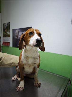 Posavski gonič, štene