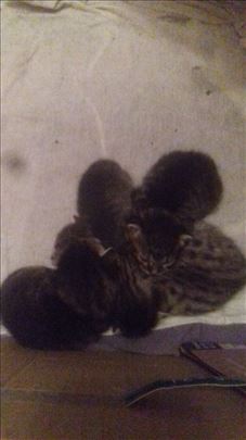 Tigrasti macici traze dom; musko i zensko