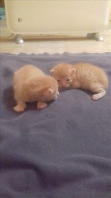 Zuto domace mace trazi dom