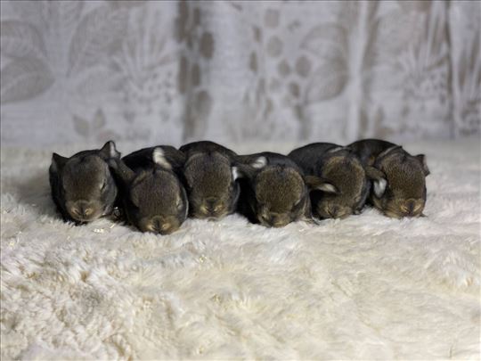 Patuljasti ovnoliki kunici