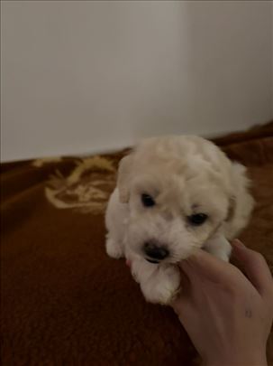 Preslatki Kovrdžavi bišon, štene