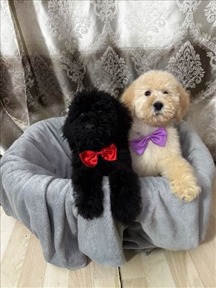 Velika pudla, na prodaju 2 muška šteneta