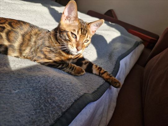 Bengalski mačić , mače