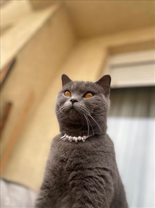 Britanska kratkodlaka, mače