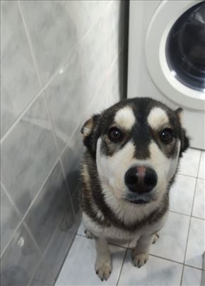 Džek- Mešanac haskija traži dom