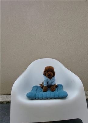 Luxury Toy i Teacup crvena Pudla