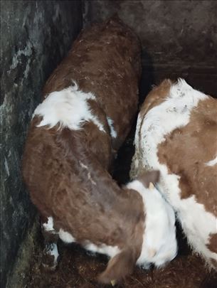 Мушка телад 