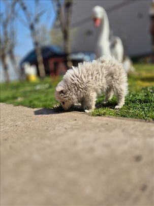 Nemacki mali spic, stene