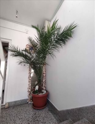 Palma 2.70 7000 dinara