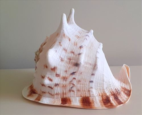 Velika Queen Helmet školjka