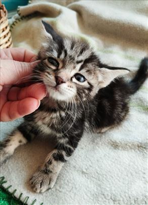 Zara,Zoja i Bongo traže dom