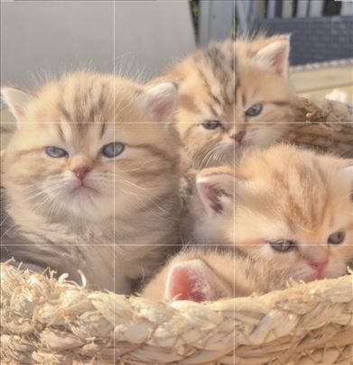 Britanska kratkodlaka, mače