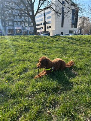 Cuvanje i setanja malih pasa