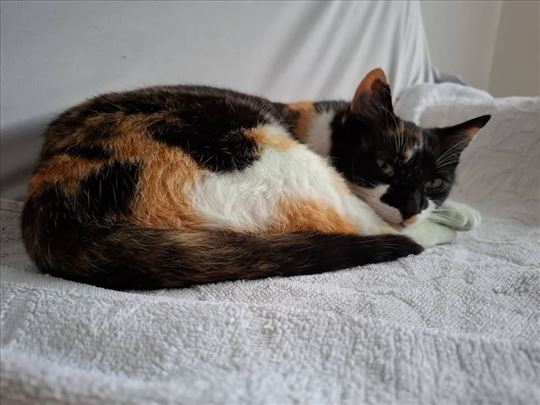 Divna maca traži zauvek dom