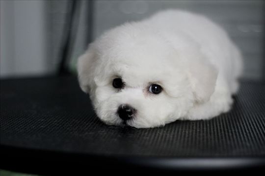 Kovrdžavi bišon, štene