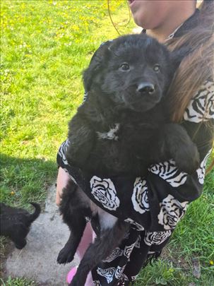 Labrador retriver, štene